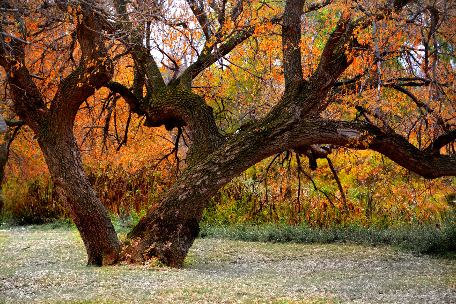 Heart shaped tree